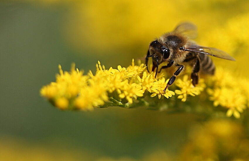 makrofotografie biene gelb pflanze insekt blüte