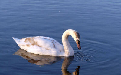 junger Schwan ohne Verwacklungen