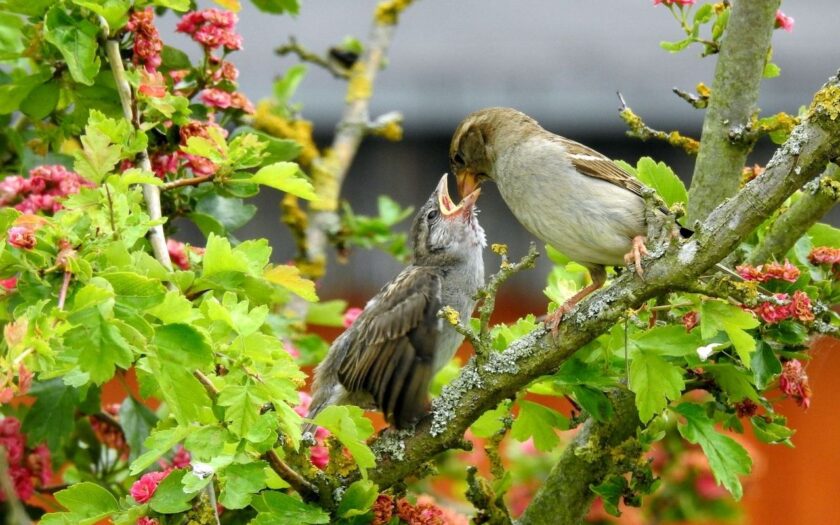 Vogelfotografie Im RAW-Format fotografieren