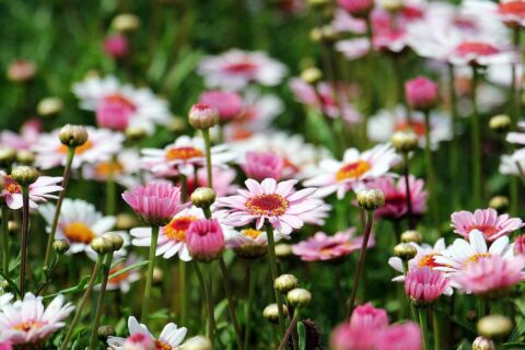 Fotografiere Blumen nicht in strahlendem Sonnenschein