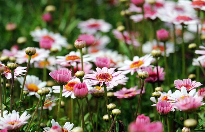 Fotografiere Blumen nicht in strahlendem Sonnenschein