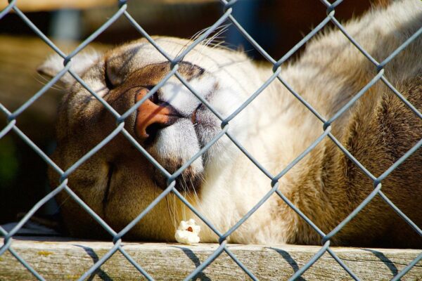 Zaun auszublenden bei Zoofotos