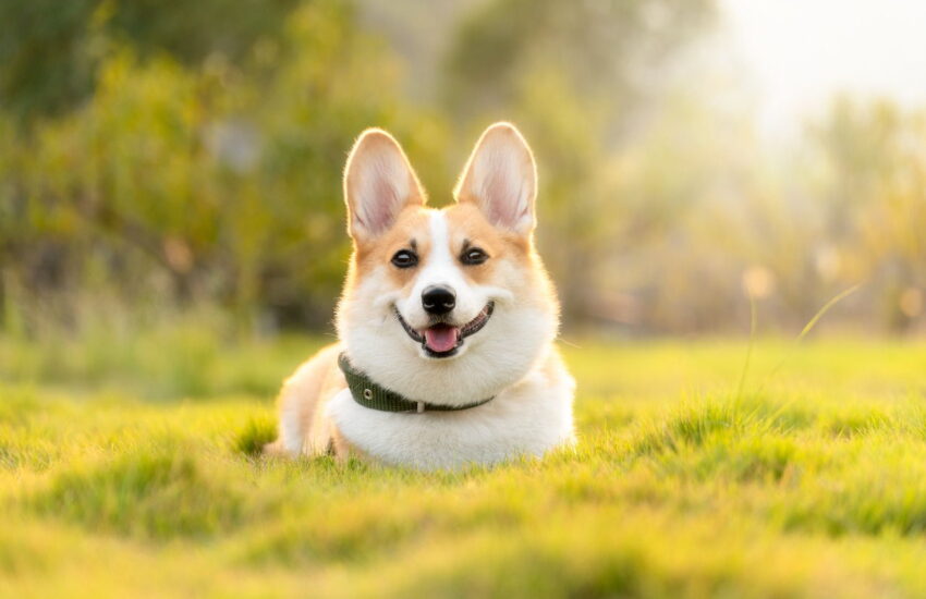 das richtige Licht zum Hunde fotografieren