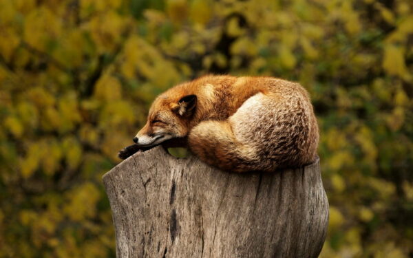 Wildlife-Fotografie Fuchs schlafend