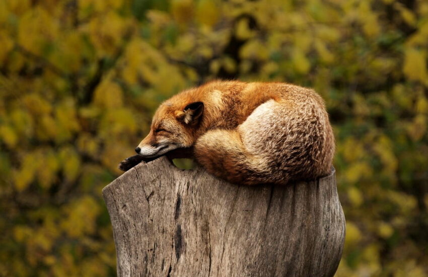 Wildlife-Fotografie Fuchs schlafend