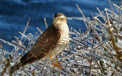 Birding Vogelbeobachtung Sperber