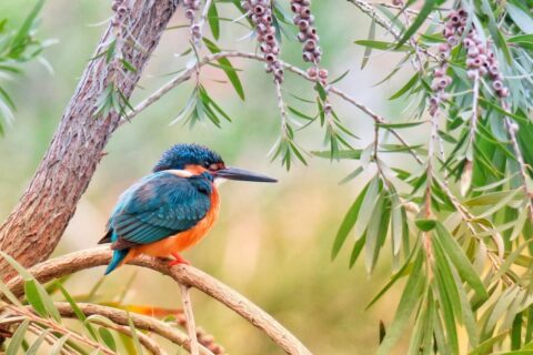 Jahreszeiten für Vogelfotografie