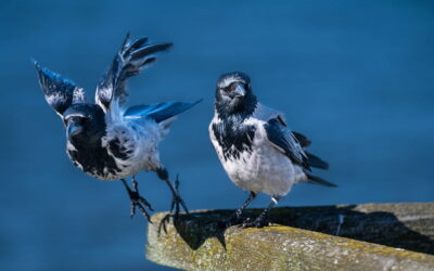 Geduld und Timing in der Vogelfotografie