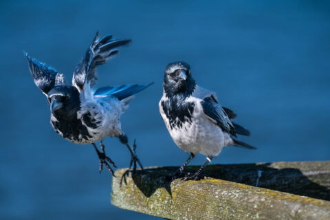 Geduld und Timing in der Vogelfotografie