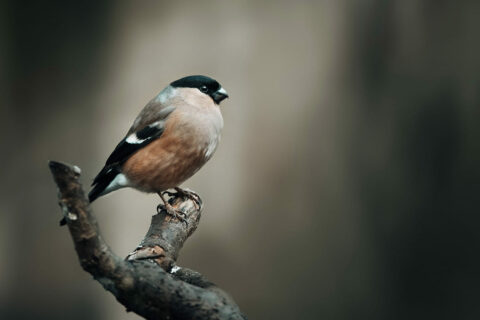 Lichtverhältnisse bei der Vogelbeobachtung