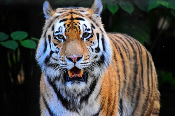 Tiger im Zoo Braunschweig JPG bearbeitet