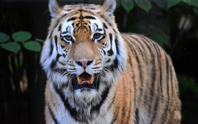 Tiger im Zoo Braunschweig OOC