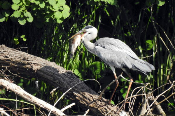 Wildlife-Fotografie Graureiher mit Fisch - Nikon P900 2000 mm KB