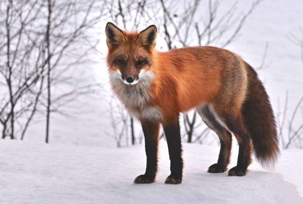 Fuchs im Schnee – Tierverhalten verstehen und beobachten