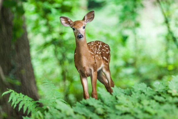 Junges Hirsch im Wald – Tierverhalten verstehen und beobachten