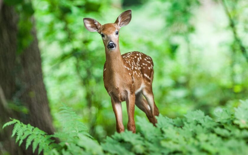 Junges Hirsch im Wald – Tierverhalten verstehen und beobachten