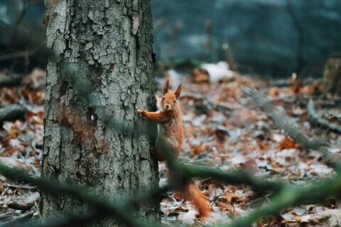 Eichhörnchen klettert an einem Baum im Wald bei der Wildlife-Fotografie