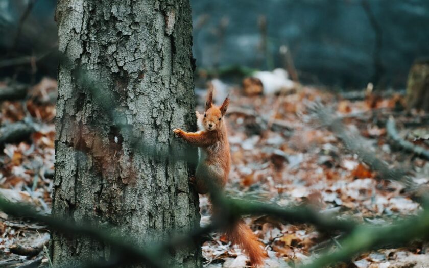 Eichhörnchen klettert an einem Baum im Wald bei der Wildlife-Fotografie