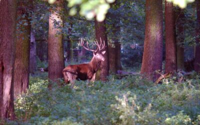 Hirsch im Wald bei Sonnenuntergang, fotografiert während einer Wildlife-Fotografie-Tour