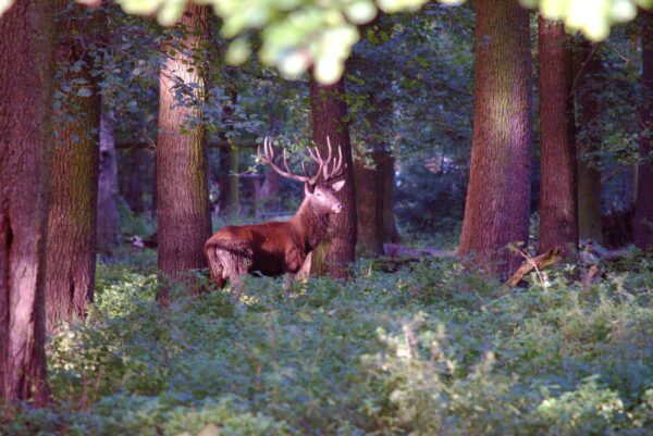 Hirsch im Wald bei Sonnenuntergang, fotografiert während einer Wildlife-Fotografie-Tour