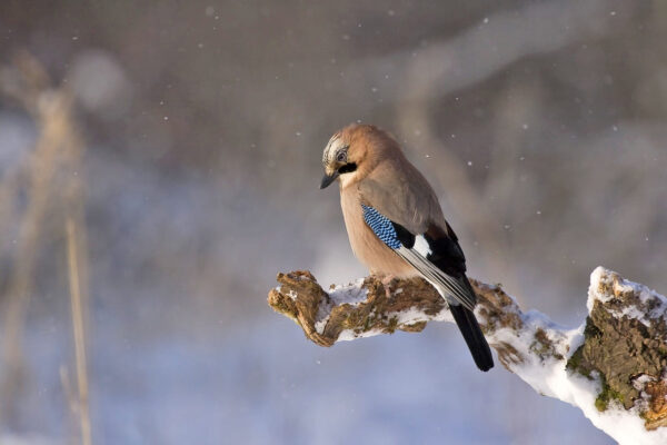 Wildlife-Fotografie im Winter: Ein Eichelhäher sitzt auf einem schneebedeckten Ast und blickt nach unten