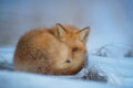 Wildlife-Fotografie im Winter: Ein rotbrauner Fuchs ruht im Schnee und schaut direkt in die Kamera