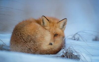 Wildlife-Fotografie im Winter: Ein rotbrauner Fuchs ruht im Schnee und schaut direkt in die Kamera