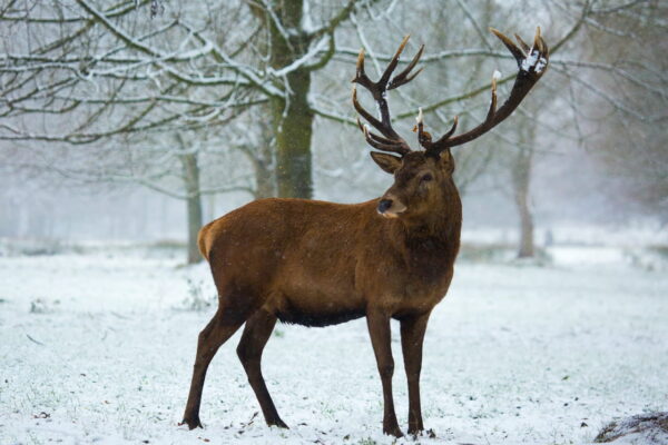 Wildlife-Fotografie im Winter: Ein stattlicher Hirsch steht im verschneiten Wald und blickt zur Seite