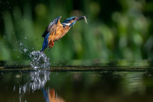 Europäischer Eisvogel fängt Fisch im Wasser – beeindruckender Moment beim Wasservögel fotografieren