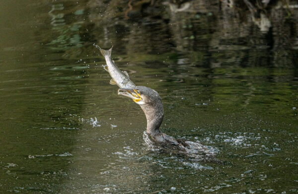 Kormoran fängt einen Fisch im Wasser – beeindruckendes Naturfoto